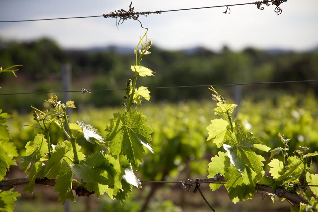 close up of vines