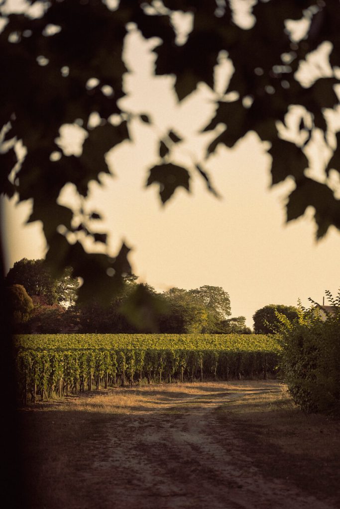 vineyard in shadow